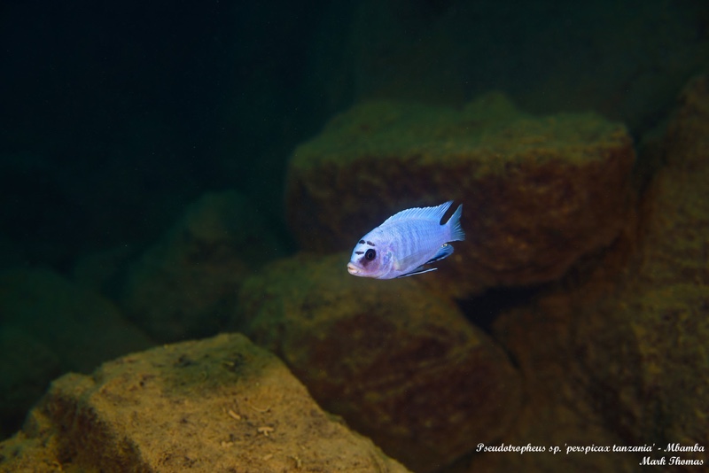 Pseudotropheus sp. 'perspicax tanzania' Mbamba